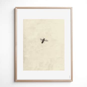 Autorský plagát Fly by Brian McHenry 40 x 50 cm